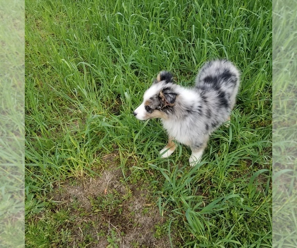 Medium Photo #5 Australian Shepherd Puppy For Sale in GARLAND, NC, USA
