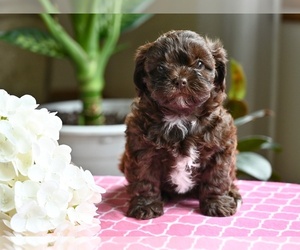 ShihPoo Puppy for sale in MILLERSBURG, OH, USA