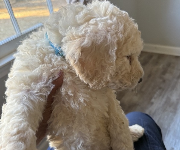 Medium Photo #2 Goldendoodle Puppy For Sale in FAYETTEVILLE, GA, USA