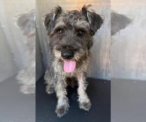 Miniature Schnauzer-Unknown Mix Dogs for adoption in San Antonio, TX, USA