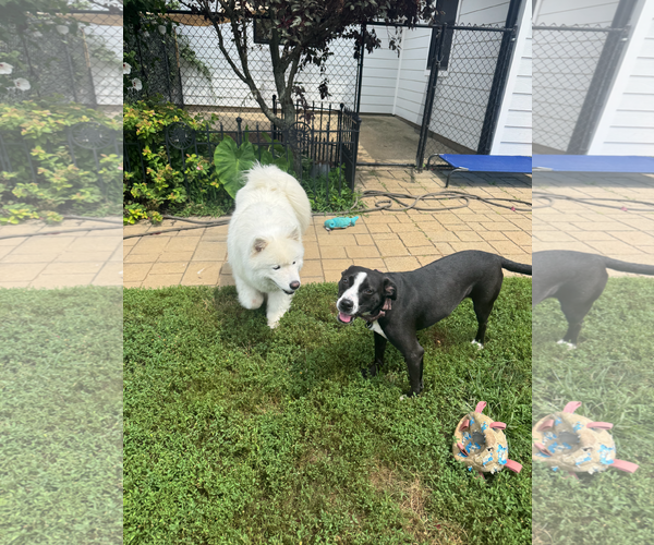 Medium Photo #7 Mutt Puppy For Sale in Oakhurst, NJ, USA