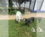 Small Photo #7 Mutt Puppy For Sale in Oakhurst, NJ, USA
