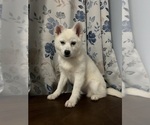 Small #32 Alaskan Klee Kai