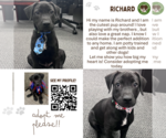 Small #10 Labrador Retriever Mix