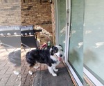 Small #2 Australian Shepherd