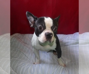 Boston Terrier Puppy for sale in PATERSON, NJ, USA
