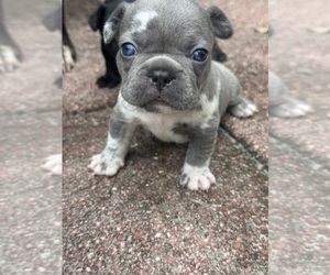 Medium French Bulldog