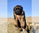 Small #11 German Shepherd Dog