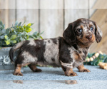 Puppy Layla Dachshund