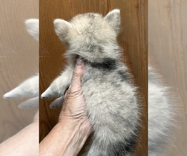 Medium Photo #2 Pomsky Puppy For Sale in GOLDEN VALLEY, AZ, USA