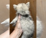 Small #1 Pomsky