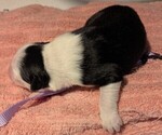 Small Photo #52 Australian Shepherd Puppy For Sale in SYLVA, NC, USA