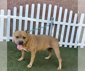 American Pit Bull Terrier Dogs for adoption in Modesto, CA, USA