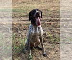 Small Photo #3 German Shorthaired Pointer Puppy For Sale in DYERSBURG, TN, USA