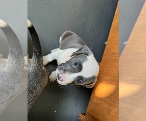 American Pit Bull Terrier Puppy for sale in ORLANDO, FL, USA