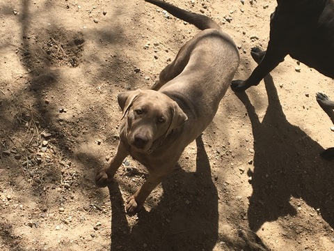 Medium Photo #1 Labrador Retriever Puppy For Sale in COLORADO SPRINGS, CO, USA