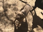 Small Photo #1 Labrador Retriever Puppy For Sale in COLORADO SPRINGS, CO, USA