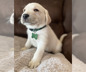 Labrador Retriever Puppy for sale in WASHBURN, MO, USA