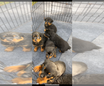 Small #6 Rottweiler
