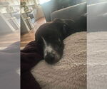 Small #8 Collie Mix