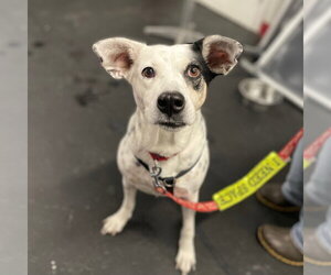 Nora - Female Mutt Dog for Adoption - Photo #23