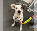 Small Photo #23 Mutt Puppy For Sale in Canton, CT, USA