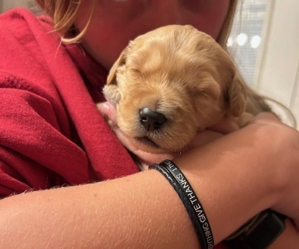 Medium Photo #10 Bernedoodle (Miniature) Puppy For Sale in HENDERSON, CO, USA