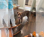 Small #8 Chocolate Labrador retriever-Great Dane Mix