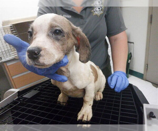 Medium Photo #1 Australian Shepherd-Unknown Mix Puppy For Sale in Oroville, CA, USA