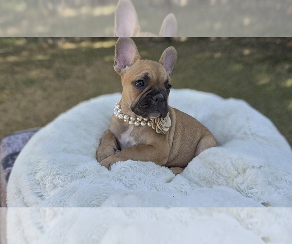 Medium Photo #2 French Bulldog Puppy For Sale in SAN ANTONIO, TX, USA