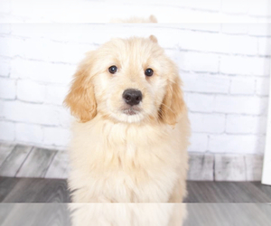 Goldendoodle (Miniature) Puppy for sale in RED LION, PA, USA