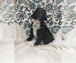 Small Photo #4 Aussiedoodle Puppy For Sale in LEWISBURG, KY, USA
