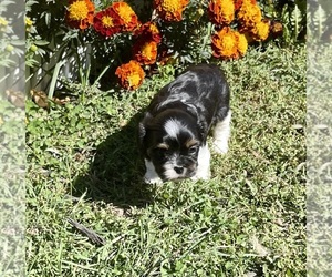 Cava-Tzu Puppy for sale in MOUNT PLEASANT, MI, USA