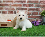 Small #3 Poodle (Toy)-West Highland White Terrier Mix