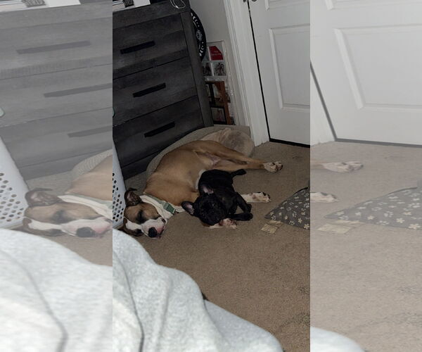 Medium Photo #9 Boxer-Unknown Mix Puppy For Sale in Holly Springs, NC, USA