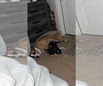 Small #8 Boxer Mix