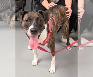 Ellie - Female Boxador Dog for Adoption - Photo #3
