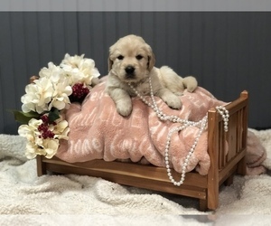 Golden Retriever Puppy for sale in NORTH GROSVENDALE, CT, USA