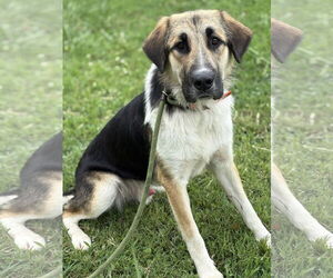 Australian Shepherd-Unknown Mix Dogs for adoption in Virginia Beach, VA, USA