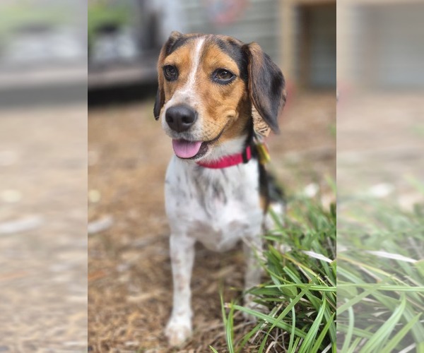 Medium Photo #12 Beagle Puppy For Sale in Dunnellon, FL, USA