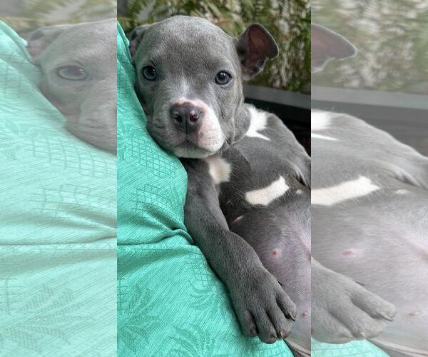 Medium Photo #1 Labrador Retriever-Unknown Mix Puppy For Sale in The Woodlands, TX, USA