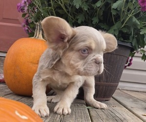 French Bulldog Puppy for sale in MILTON, WI, USA