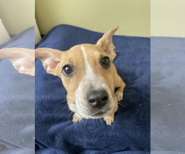 Medium Photo #1 Mutt Puppy For Sale in Rockwall, TX, USA