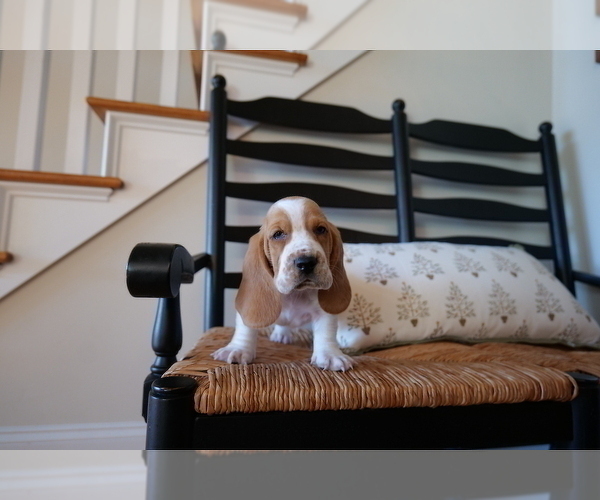 Medium Photo #3 Basset Hound Puppy For Sale in CUMMING, GA, USA