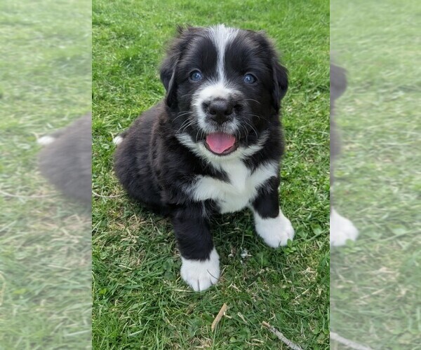 Medium Photo #3 Bordernese Puppy For Sale in LATROBE, PA, USA