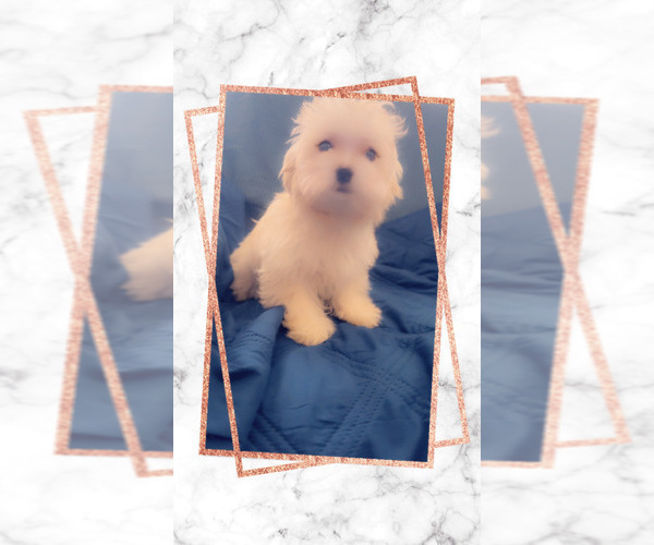 Medium Photo #23 Maltipoo (Miniature) Puppy For Sale in HIGH POINT, NC, USA