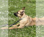 Small #12 German Shepherd Dog
