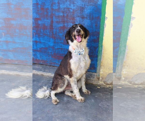 Medium Photo #1 Mutt Puppy For Sale in Brooklyn, NY, USA