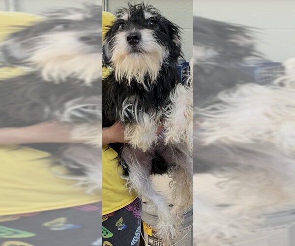 Medium Photo #1 Mutt Puppy For Sale in Staley, NC, USA