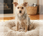 Small Maltese Mix